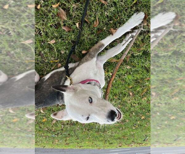 Medium Photo #6 Siberian Husky-Unknown Mix Puppy For Sale in San Diego, CA, USA