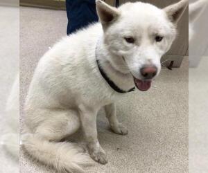 Siberian Husky Dogs for adoption in Riverside, CA, USA