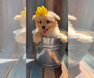 Pomeranian Puppy for sale in INDIANAPOLIS, IN, USA