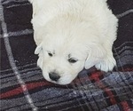 Small Photo #9 English Cream Golden Retriever Puppy For Sale in FOWLERVILLE, MI, USA
