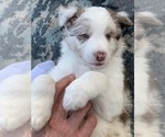 Small Photo #12 Border-Aussie Puppy For Sale in ANTELOPE, CA, USA