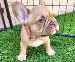 Small #13 French Bulldog