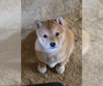 Small Photo #18 Shiba Inu Puppy For Sale in MANITO, IL, USA