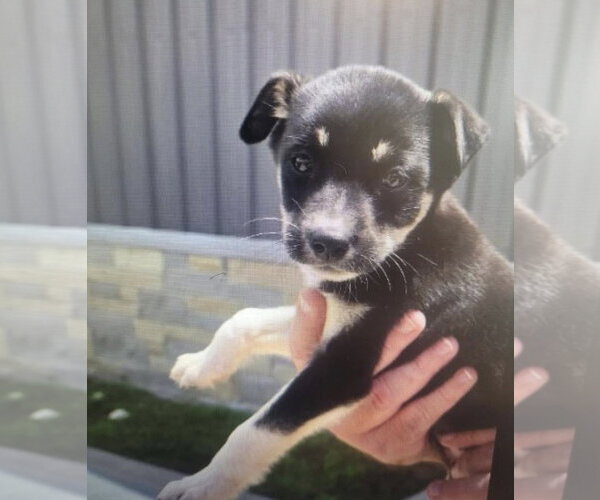 Medium Photo #2 Chihuahua-Unknown Mix Puppy For Sale in The Woodlands, TX, USA