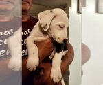 Small #9 American Pit Bull Terrier-Border Collie Mix