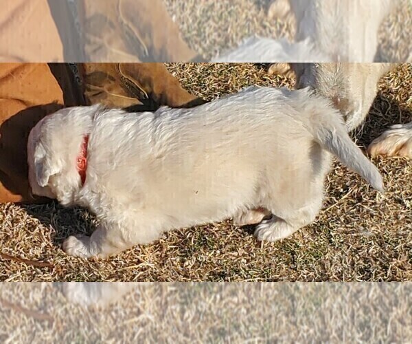 Medium Photo #3 Great Pyrenees Puppy For Sale in AGRA, OK, USA