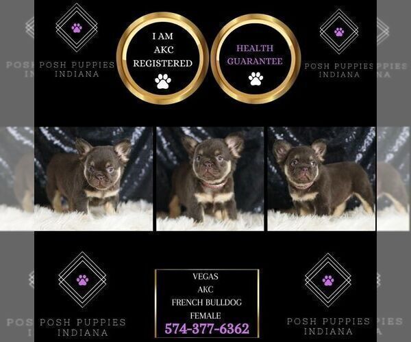 Medium Photo #73 French Bulldog Puppy For Sale in WARSAW, IN, USA