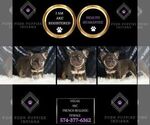 Small #1 French Bulldog