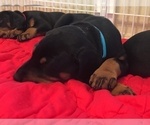 Small Photo #5 Doberman Pinscher Puppy For Sale in MIDWEST CITY, OK, USA