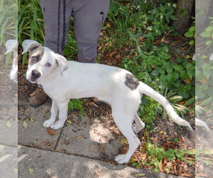 Wiggles - Male Labrador Retriever-Unknown Mix Dog for Adoption - Photo #2