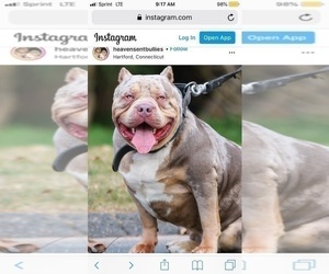 Father of the American Bully puppies born on 12/25/2020