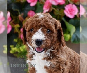 Poodle (Miniature) Puppy for sale in MADISONBURG, PA, USA