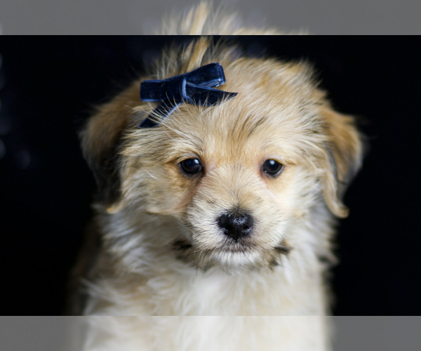 Medium Photo #8 Morkie Puppy For Sale in WARSAW, IN, USA