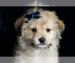 Small Photo #8 Morkie Puppy For Sale in WARSAW, IN, USA
