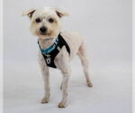 Small #9 Maltese Mix