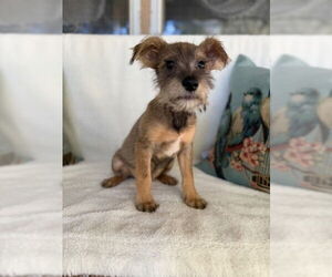 Shih Tzu-Unknown Mix Dogs for adoption in Oak Bluffs, MA, USA