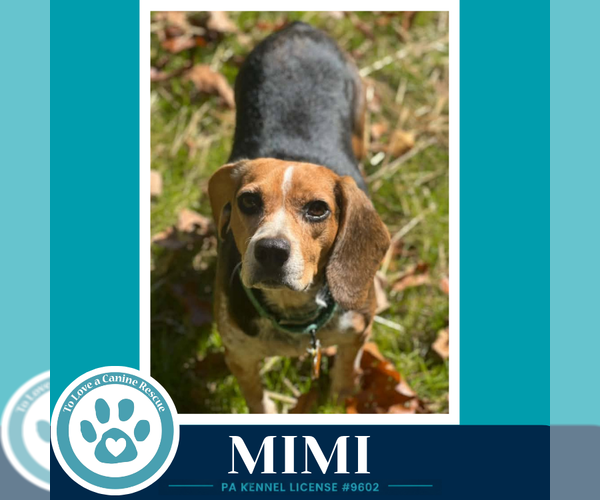 Medium Photo #1 Beagle Puppy For Sale in Kimberton, PA, USA