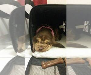 Bloodhound Puppy for sale in AUBURN, CA, USA