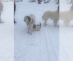 Small Photo #1 Great Pyrenees Puppy For Sale in STAPLES, MN, USA