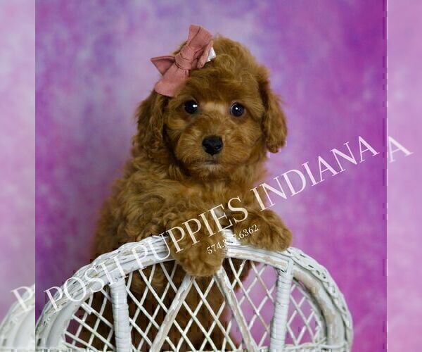 Medium Photo #37 Poodle (Miniature) Puppy For Sale in WARSAW, IN, USA
