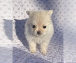 Puppy Girl 3 Pomeranian