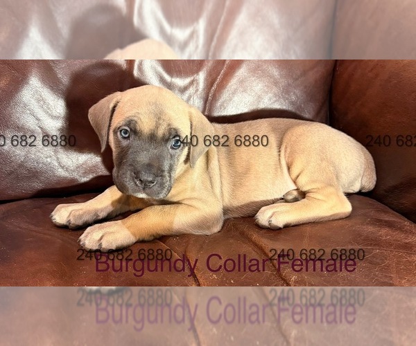 Medium Photo #14 Cane Corso Puppy For Sale in LA PLATA, MD, USA