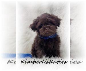 ShihPoo Puppy for sale in LIPAN, TX, USA