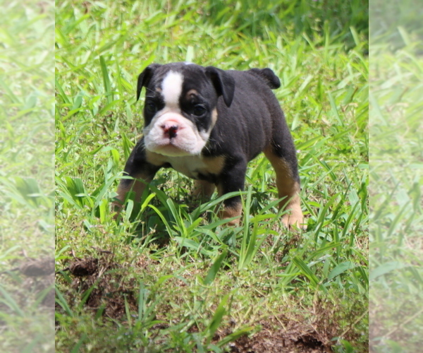 Medium Photo #7 Bulldog Puppy For Sale in WINNSBORO, TX, USA