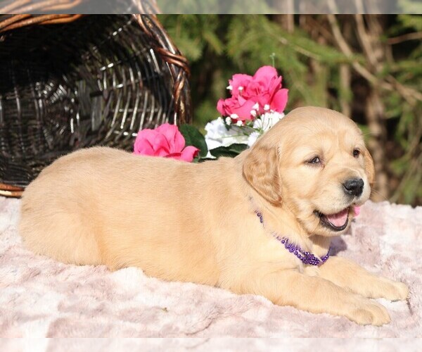 Medium Photo #9 Golden Irish Puppy For Sale in JONES, MI, USA