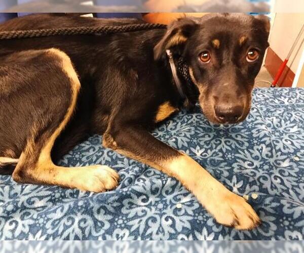 Medium Photo #1 German Shepherd Dog-Unknown Mix Puppy For Sale in Downey, CA, USA