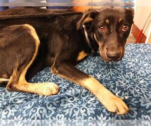 German Shepherd Dog-Unknown Mix Dogs for adoption in Downey, CA, USA