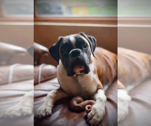 Medium Photo #3 Boxer Puppy For Sale in Duluth, MN, USA