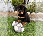 Small Photo #4 Rottweiler Puppy For Sale in INDIANAPOLIS, IN, USA