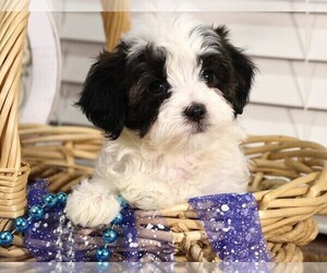 Cavapoo Puppy for sale in JONES, MI, USA