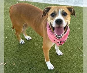 Medium American Staffordshire Terrier