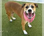 Small American Staffordshire Terrier