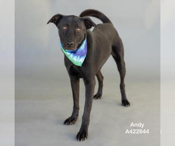 Medium Photo #2 Labrador Retriever-Unknown Mix Puppy For Sale in Conroe, TX, USA