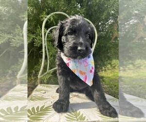 Labradoodle Puppy for sale in PEMBROKE, GA, USA