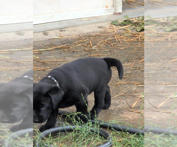 Medium Photo #5 Labrador Retriever Puppy For Sale in EDINBURG, VA, USA