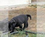 Small #4 Labrador Retriever