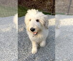 Small #2 Poodle (Miniature) Mix