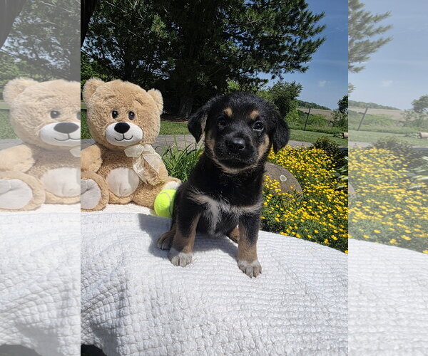 Medium Photo #2 Golden Retriever-Unknown Mix Puppy For Sale in SHERBURNE, NY, USA