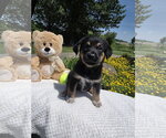 Small #1 Golden Retriever Mix