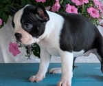Small Photo #22 Boston Terrier Puppy For Sale in GOSHEN, IN, USA