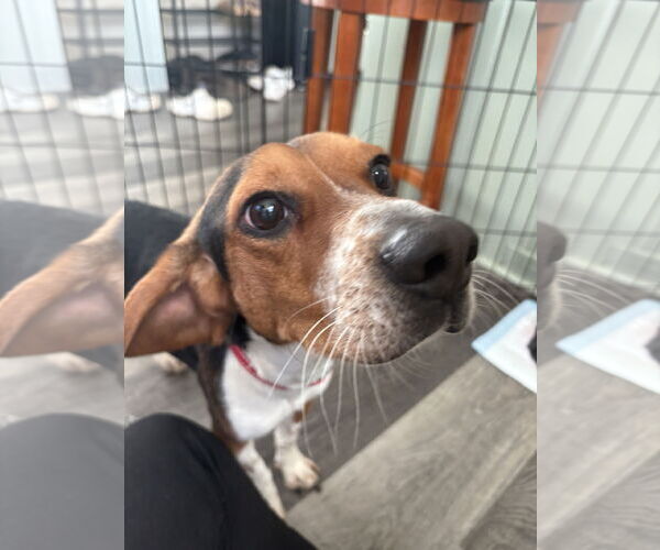 Medium Photo #3 Beagle Puppy For Sale in Holly Springs, NC, USA