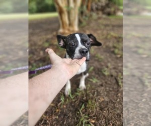 Tess - Female Boston Terrier-Unknown Mix Dog for Adoption - Photo #4