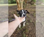 Small Photo #4 Boston Terrier-Unknown Mix Puppy For Sale in Wakefield, RI, USA