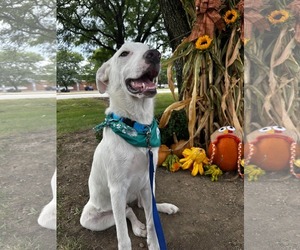 Labrador Retriever-Unknown Mix Dogs for adoption in Germantown, OH, USA