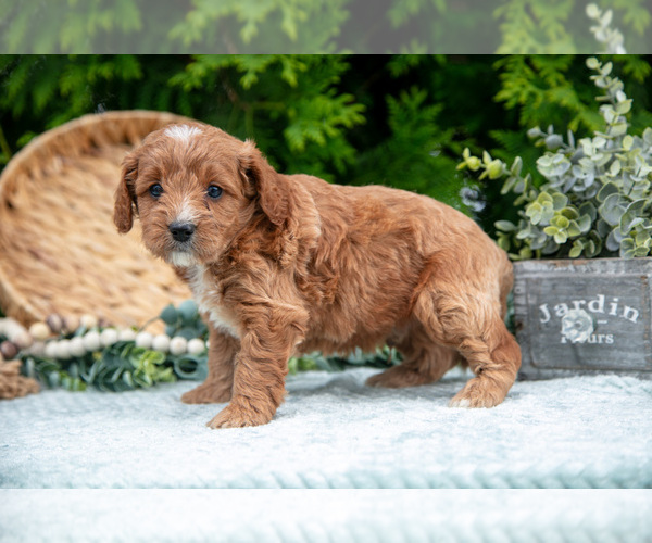 Medium Photo #4 Cavapoo Puppy For Sale in KIRKWOOD, PA, USA