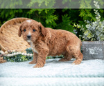 Small Photo #25 Cavapoo Puppy For Sale in KIRKWOOD, PA, USA